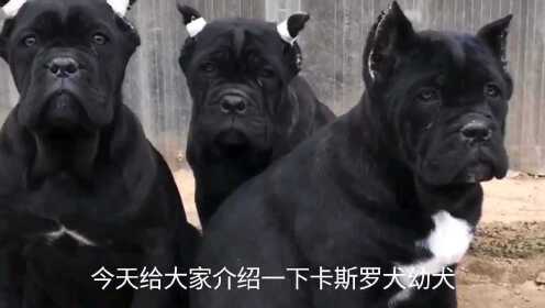 卡斯罗犬vs视频直播，从驯养到流量，我踩过的坑和悟出的道理